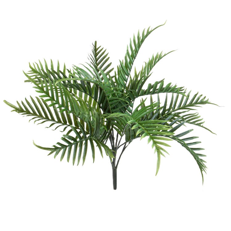 Areca 14 Foglie
