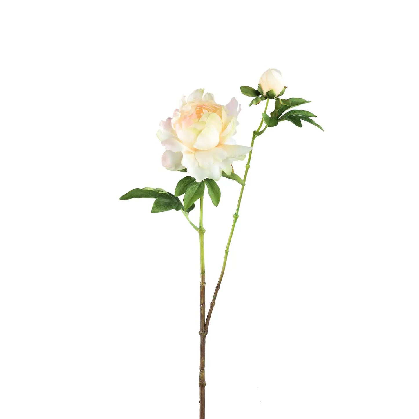 Peonia