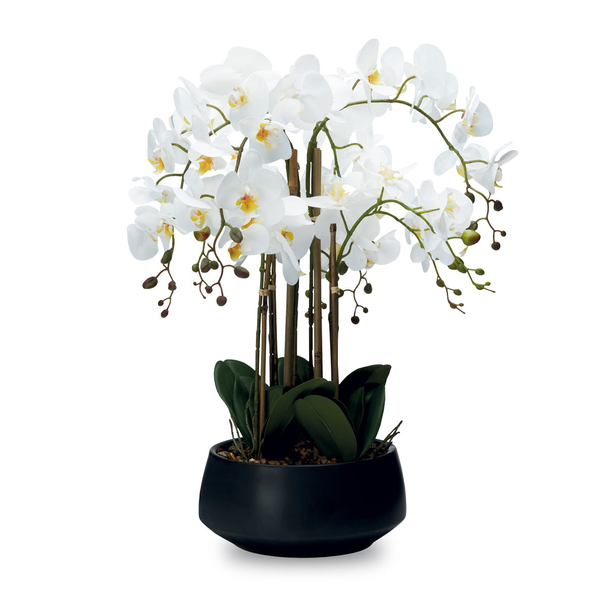 Pianta Orchidea