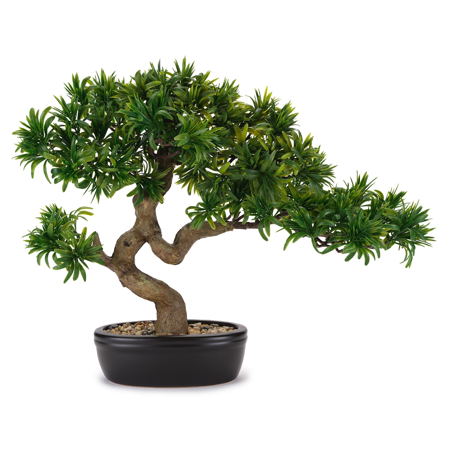 BONSAI TASSO GIAPPONESEC/VASO CERAMICA
