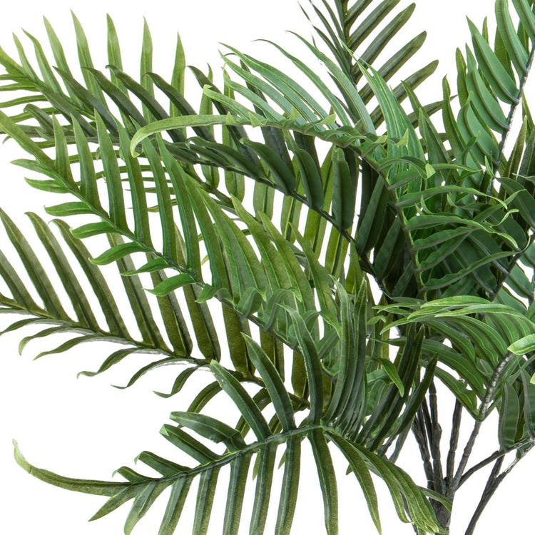 Areca 14 Foglie