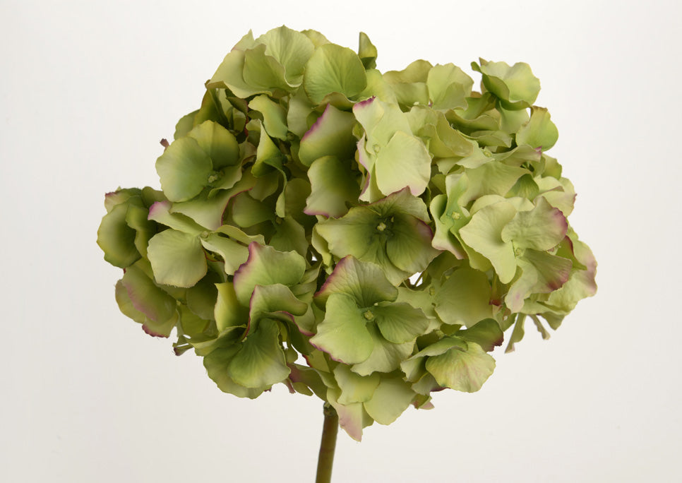 Ortensia Altona
