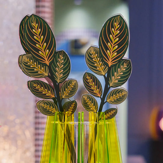 Calathea Verde Grande Funny Flowers