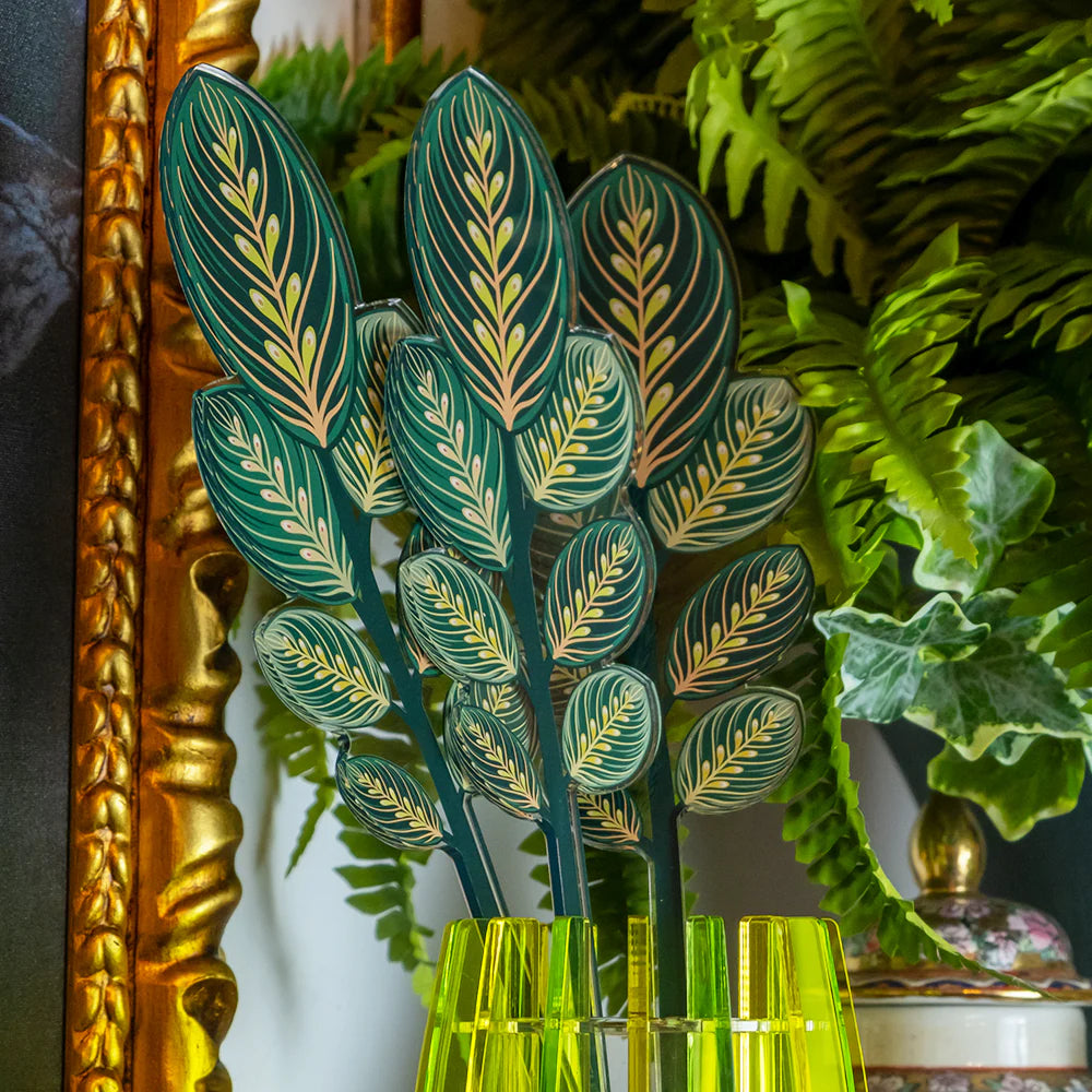 Calathea Verde Grande Funny Flowers