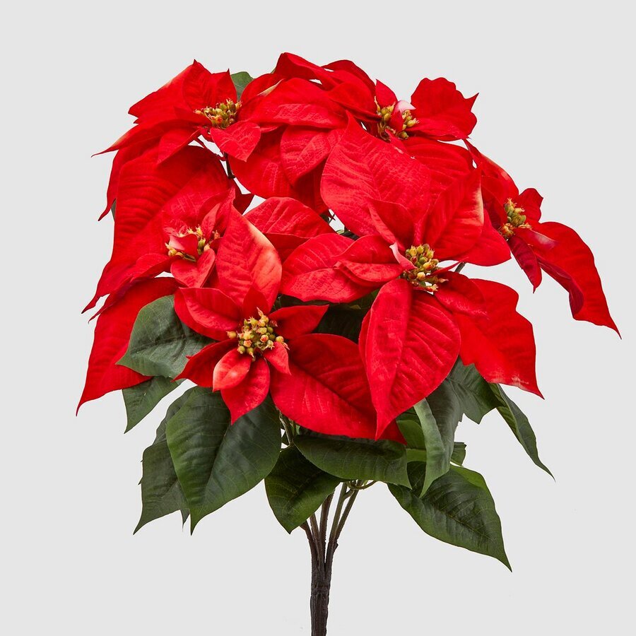 STELLA NATALE BELL CESP.