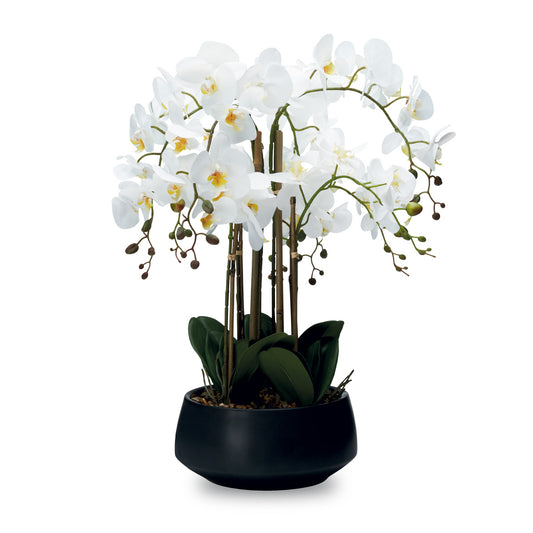 Pianta Orchidea