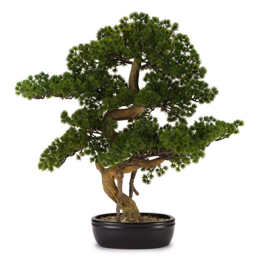 BONSAI PINO C/VASO CERAMICA