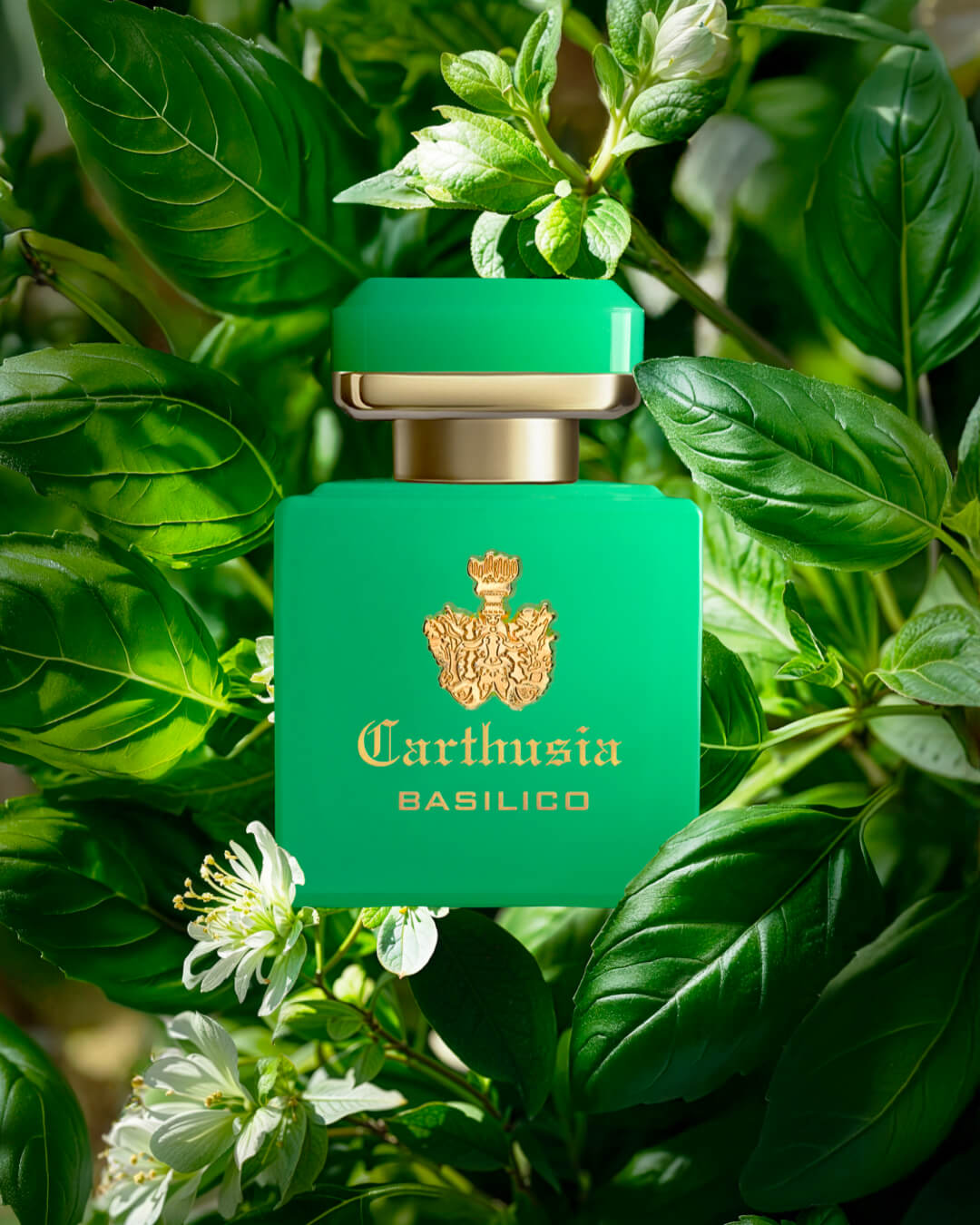 Profumo Intenso di Basilico